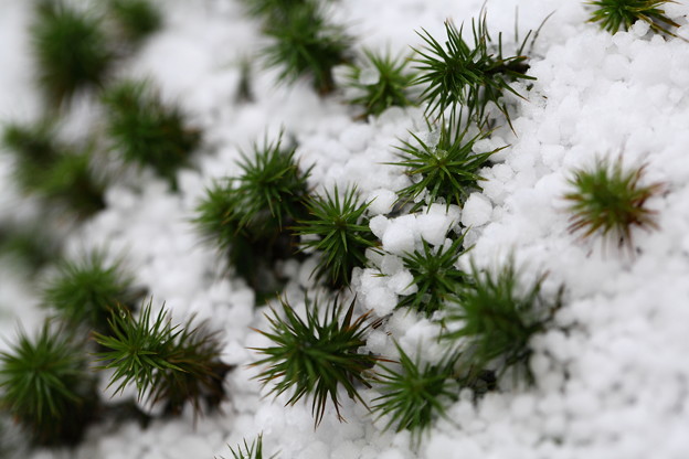 写真: 小さな森林(1)　　杉苔と霰(アラレ）　雪原のように＾＾
