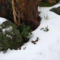 今朝の庭の雪