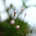 写真: オキザリス・パーシーカラー　これから開花