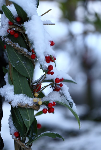 写真: カラタチバナの実と雪