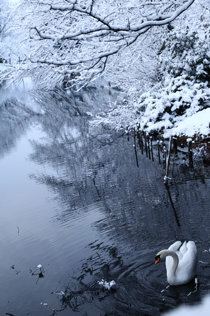 写真: 健民公園　白鳥と雪(1)