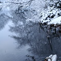 写真: 健民公園　白鳥と雪(1)