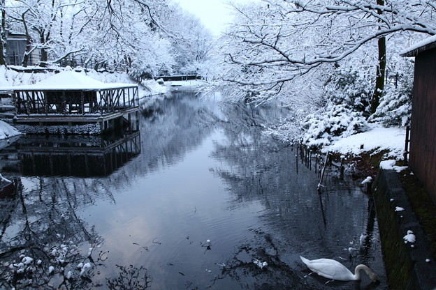 写真: 健民公園　白鳥と雪 (2)