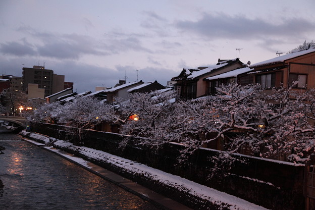 写真: 夕暮れの主計町 　桜並木に雪の花?