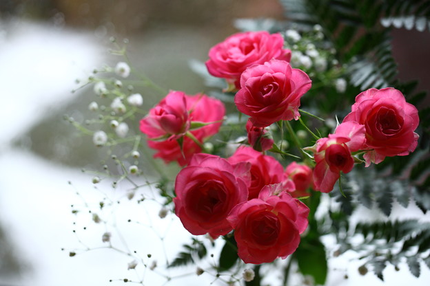 写真: バラ　　窓から庭の雪を背景に