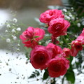 写真: バラ　　窓から庭の雪を背景に