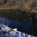 冬の白鳥池
