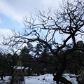 写真: 梅園　梅の木のシルエット