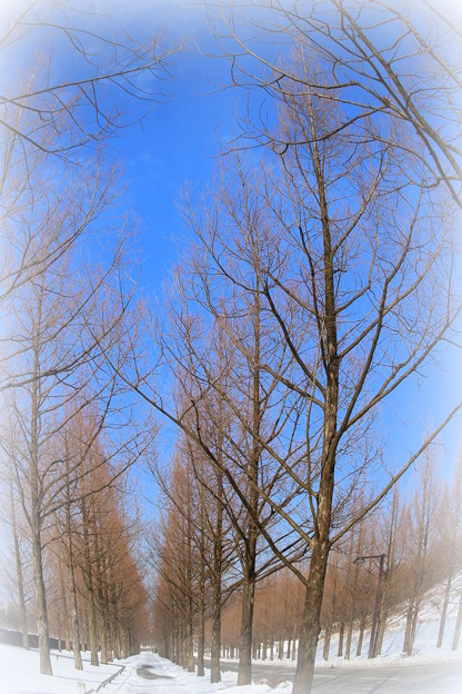 写真: 青空と冬枯れのメタセコイアの並木道