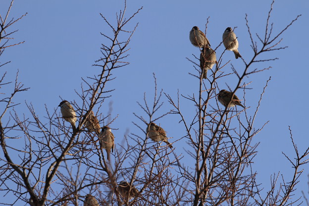 写真: 雀の成る木