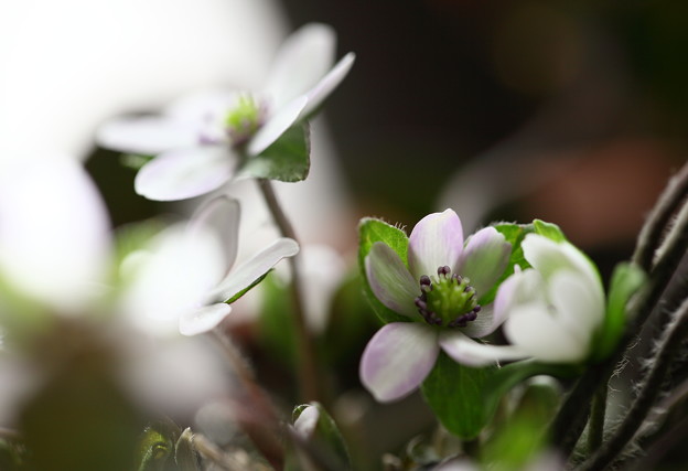 写真: 雪割草が開花(2)　今日は春一番が吹きました＾＾
