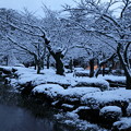 雪の兼六園　春を待つ桜の木と曲水