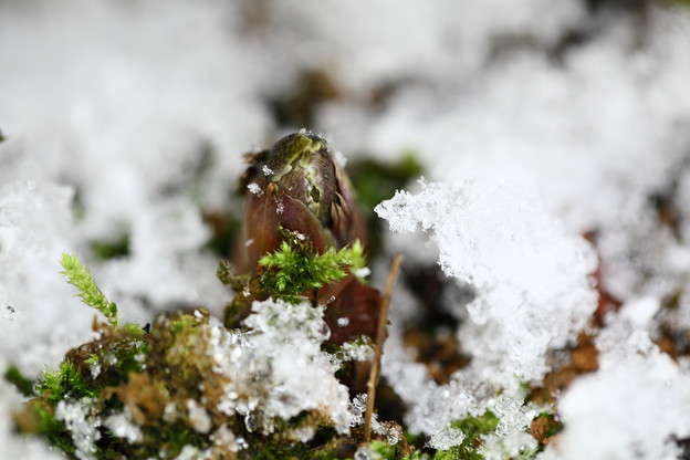 写真: 雪の中から福寿草の芽