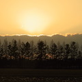 写真: メタセコイアと夕陽(1)