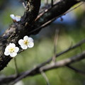 写真: 神社の白梅開花　　ツーショットで＾＾