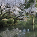 兼六園　瓢池　桜