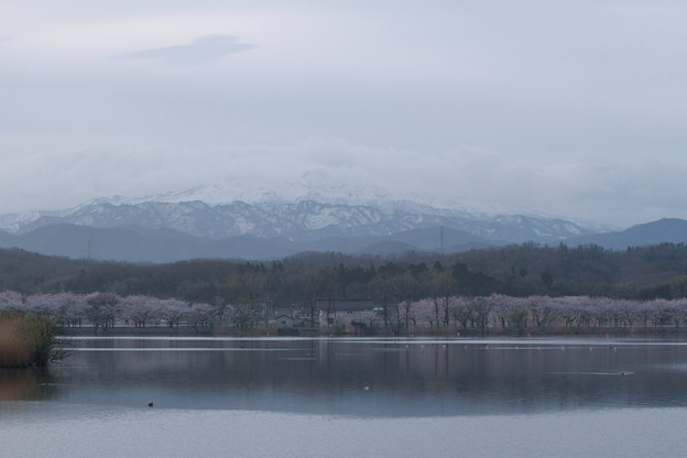 写真: 白山と桜並木　　　木場潟
