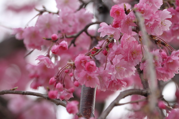 写真: 八重　紅枝垂れ桜?