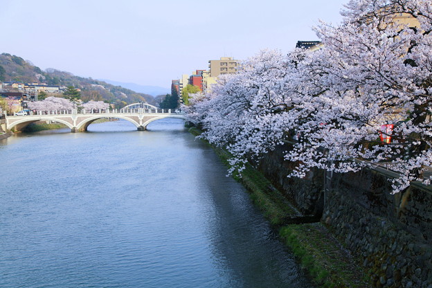 写真: 浅野川　満開のソメイヨシノ