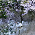 写真: 満開の桜の下で