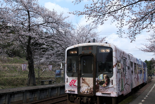 写真: さくらと電車(2)　　花咲くいろは