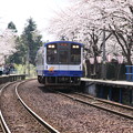 写真: さくらと電車(3)