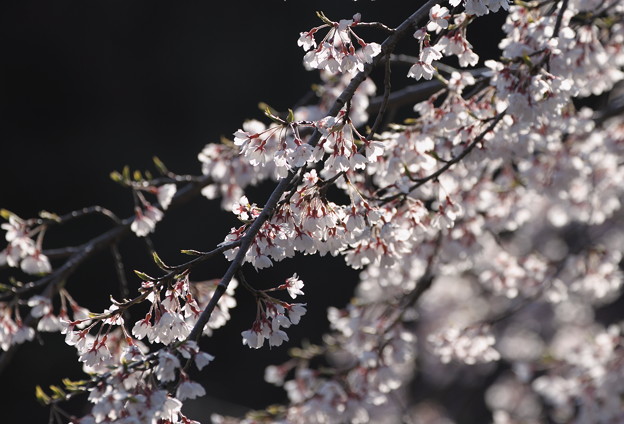 写真: 最後の桜(ソメイヨシノ？）