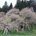 写真: 臥龍桜 　  樹齢 １１００年