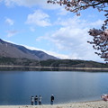 写真: 青木湖と桜
