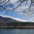 青木湖と桜の木＆北アルプスの山並み