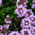 写真: 蜂さん、かくれんぼ