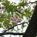 写真: 最後の八重桜　麒麟