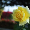 写真: 黄色いバラ