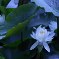 写真: 純白の睡蓮