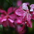 白蝶草　ピンク　雨の滴