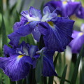 写真: 北潟湖　花菖蒲　紫