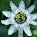 時計草　蕾から開花のGIFアニメ