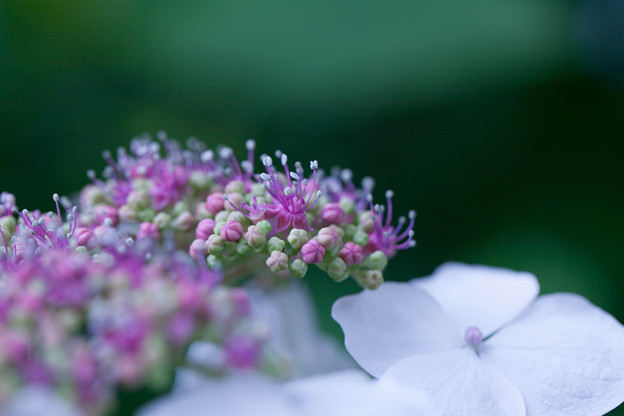 写真: ガクアジサイの花と蕾?