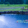 Photos: 睡蓮の池　　：：：( ^^)T ：：： 雨