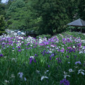写真: 卯辰山花菖蒲園