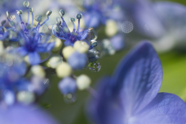 写真: 紫陽花　滴