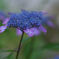 写真: 山紫陽花
