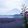 写真: 夜明けの富士山　ラベンダー＆ユリ