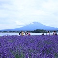 写真: 富士山とラベンダー