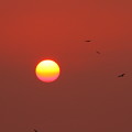 写真: 夕日と鳥