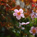 秋明菊＆ドウダンツツジの紅葉