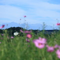 写真: 剱岳(立山連峰）を背景に　　ゲレンデに咲くコスモス?