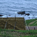 写真: 白米の千枚田と海岸　　稲のハザ掛け