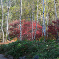 写真: 八千穂高原 　シラカバと紅葉