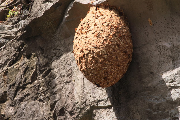 写真: スズメバチの巣　?(((((ﾟдﾟ；ﾉﾉ